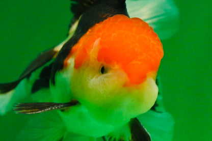 [SINGLE] Tricolor Oranda Male 4.5-5 inches #080125SO_16