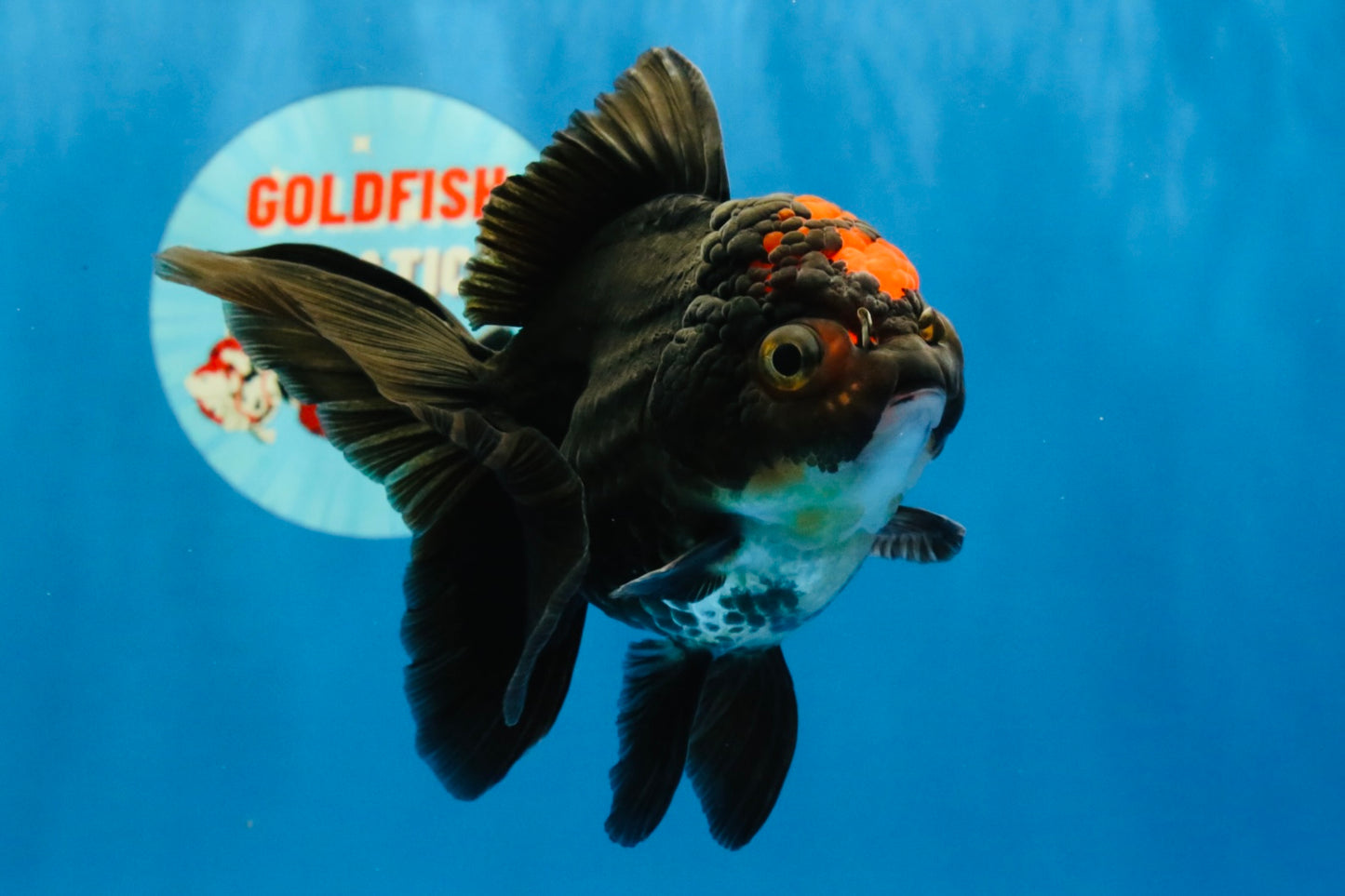 [SINGLE] Tricolor Oranda Female 4-4.5 inches #041726SO_04
