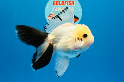 [SINGLE] Panda Button Eyes Oranda Male 4.5 inches #032026SO_08