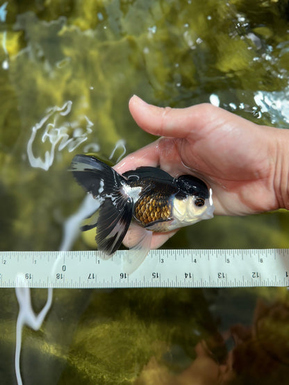 [SINGLE] Panda Oranda Female 4.5 inches #041825SO_06