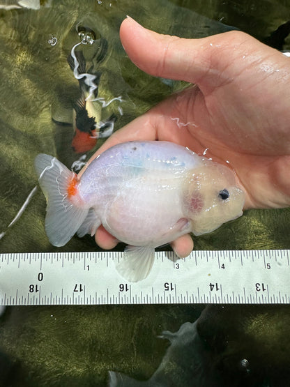 [SINGLE] White Sakura Lionchu Male 4.5 inches #070425SL_07
