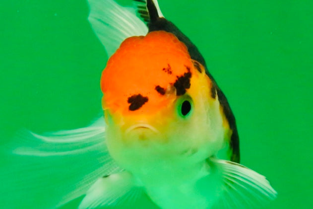 [SINGLE] Tricolor Oranda Female 4-4.5 inches #111425SO_04