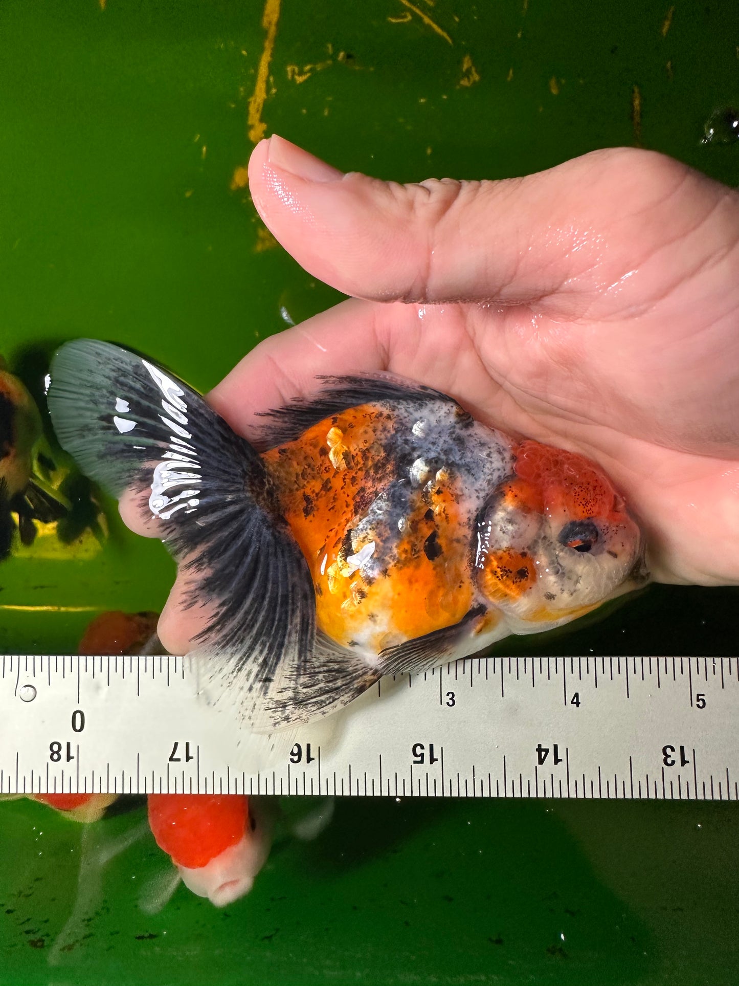 [COUPLE] - Tiger & Calico Oranda 4-4.5 inches #110824CO_19