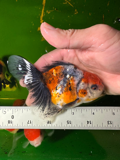 [COUPLE] - Tiger & Calico Oranda 4-4.5 inches #110824CO_19