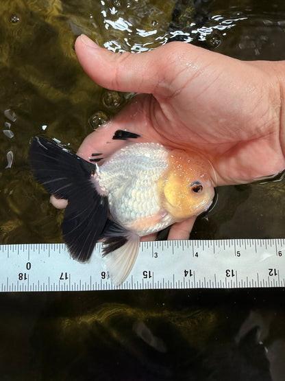[SINGLE] Panda Button Eyes Oranda Male 4.5 inches #032026SO_10