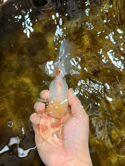 [SINGLE] White Oranda Male 5 inches #121925SO_01