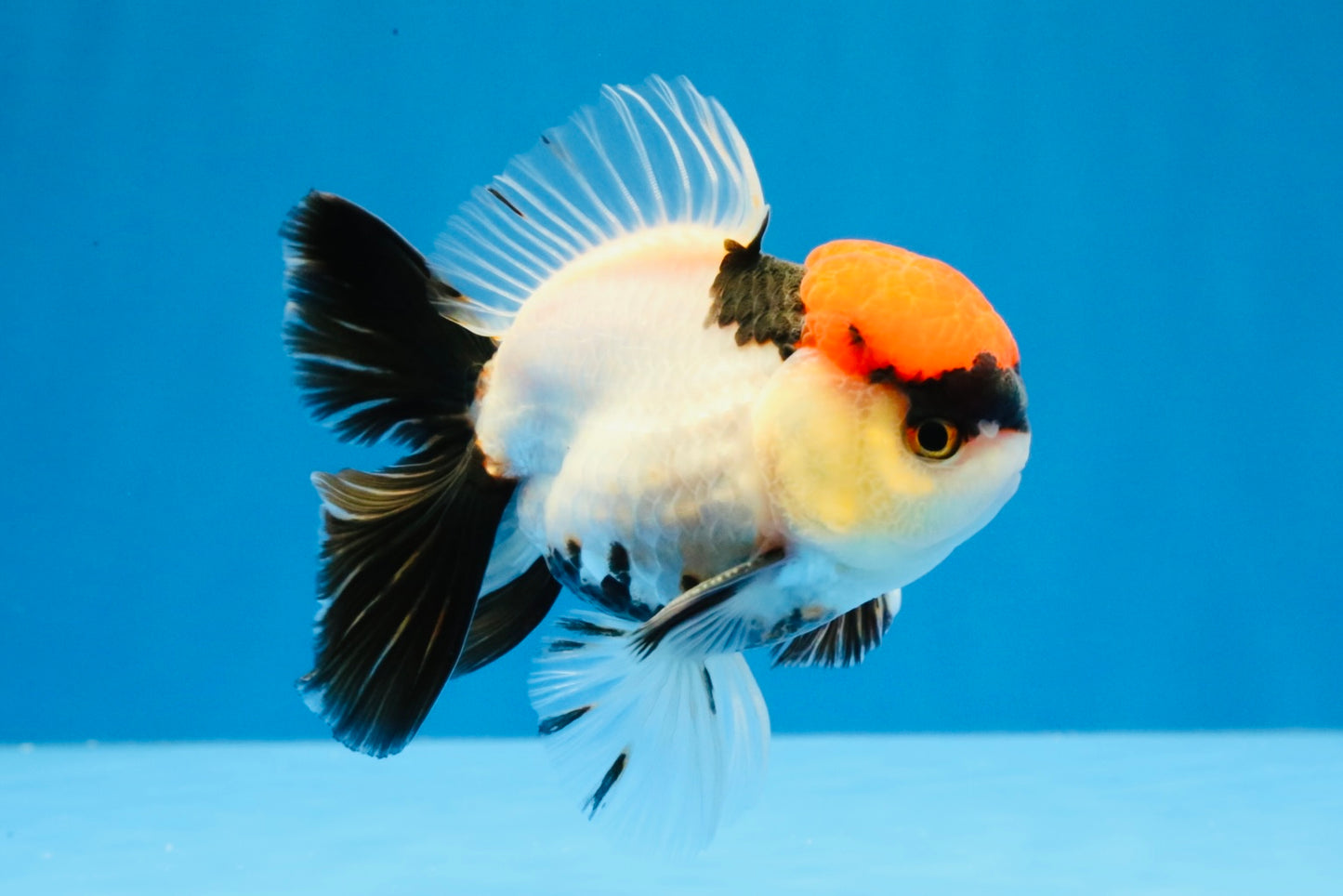 [SINGLE] Tancho Tricolor Oranda Male 4-4.5 inches #031326SO_05