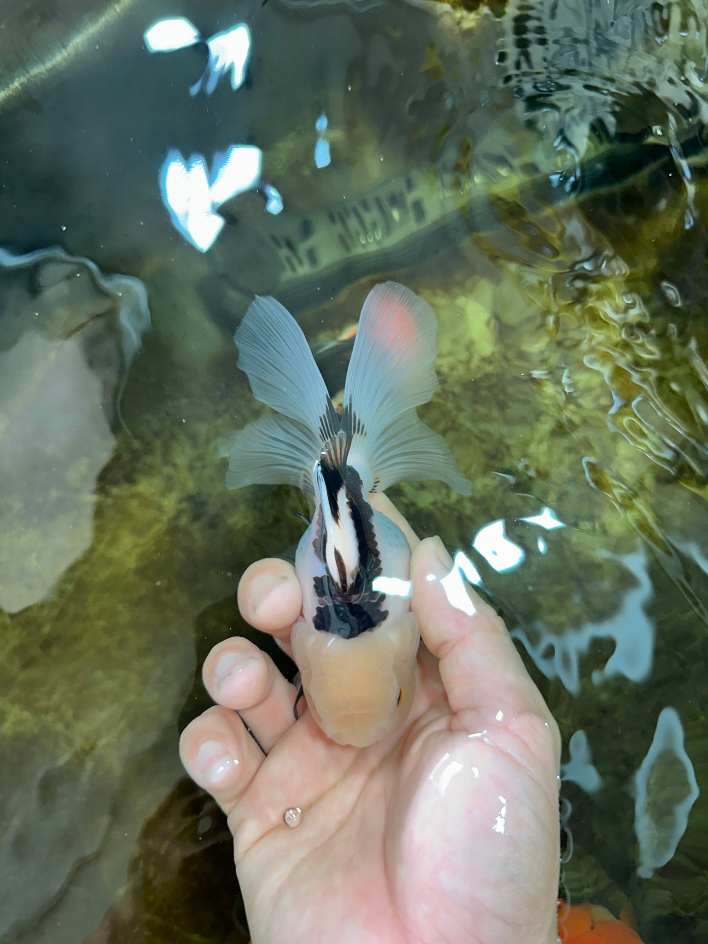 [SINGLE] Panda Oranda Female 4.5-5  inches #080825SO_02