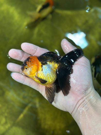 [SINGLE] Tricolor Oranda Female 4 inches #020725SO_11