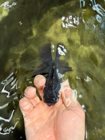 [SINGLE] Panda Oranda Male 4-4.5 inches #031326SO_04