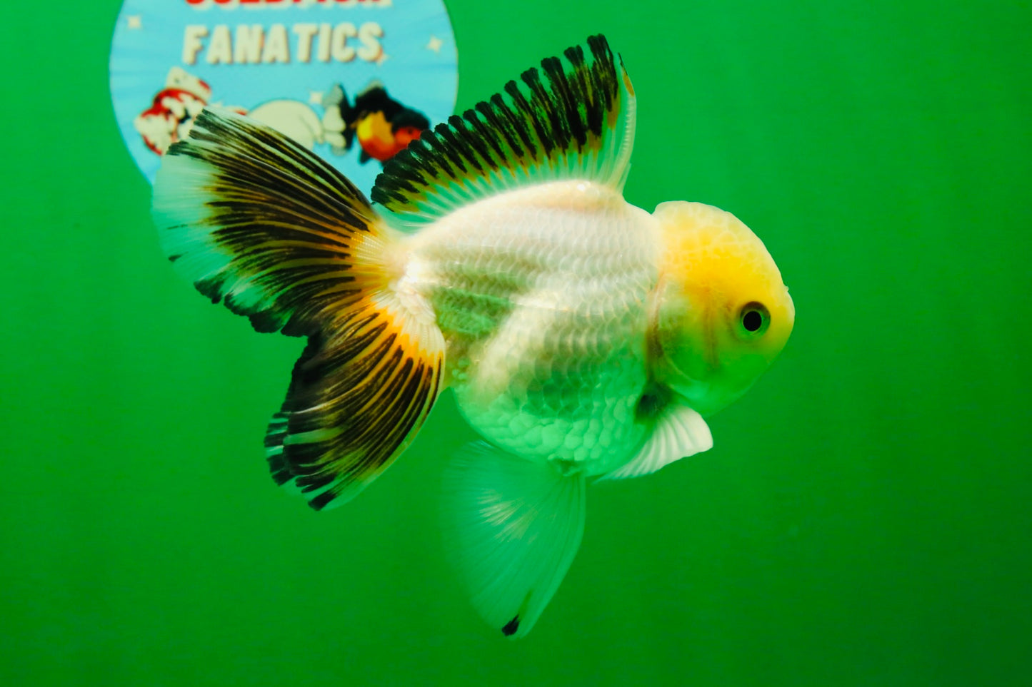 [SINGLE] White Oranda Male 4.5 inches #041825SO_01
