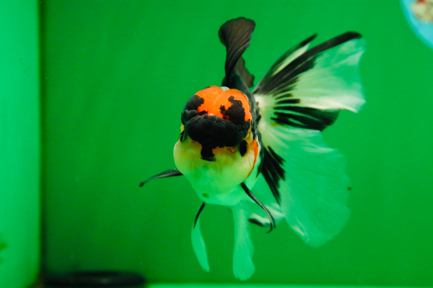 [SINGLE] Tricolor Oranda Male 4.5-5 inches #082225SO_09