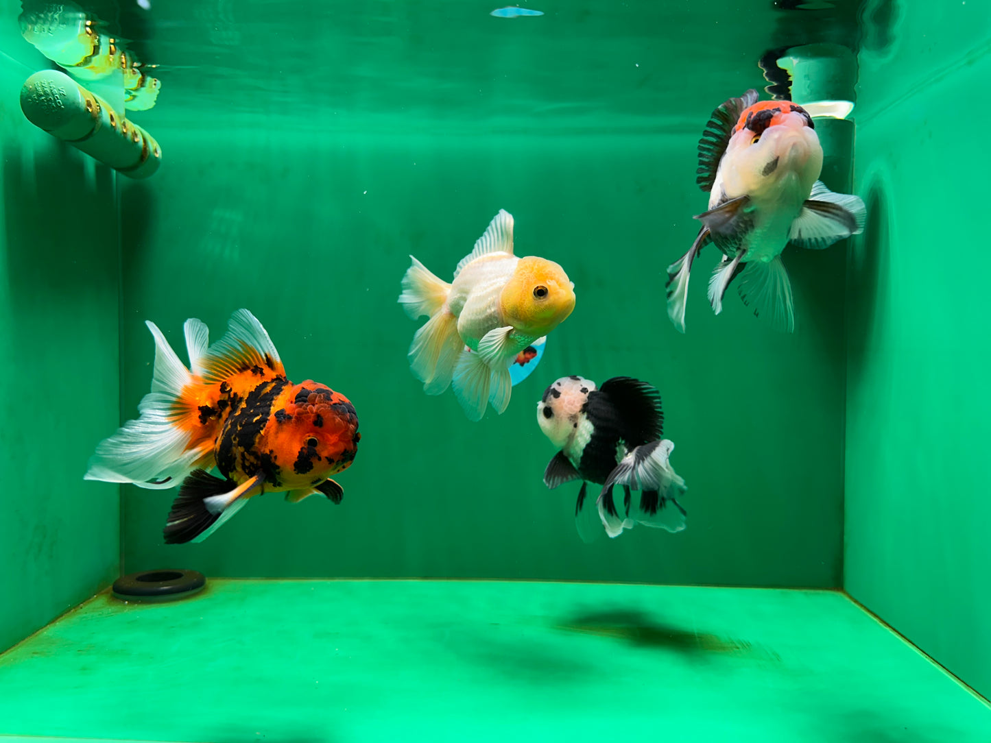 [QUAD] Mix Color All Male Oranda 4.5 inches #051625QO_08