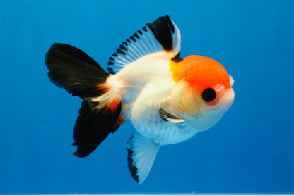 [SINGLE] Tricolor Oranda Female 4-4.5 inches #041026SO_06