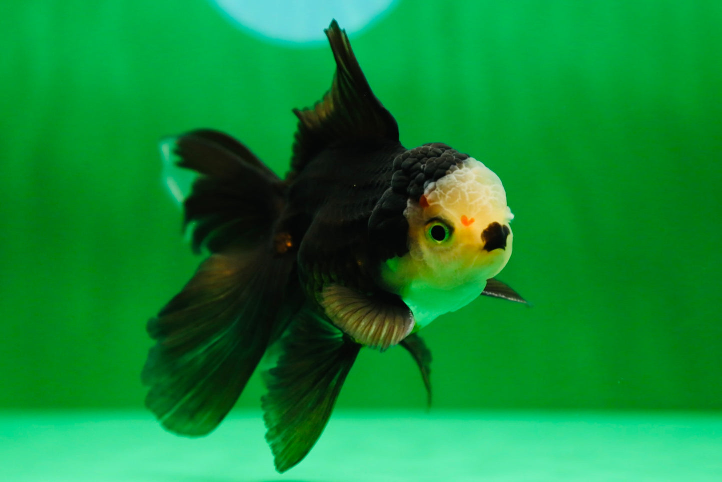 [SINGLE] Panda Oranda Male 4.5 inches #090525SO_02
