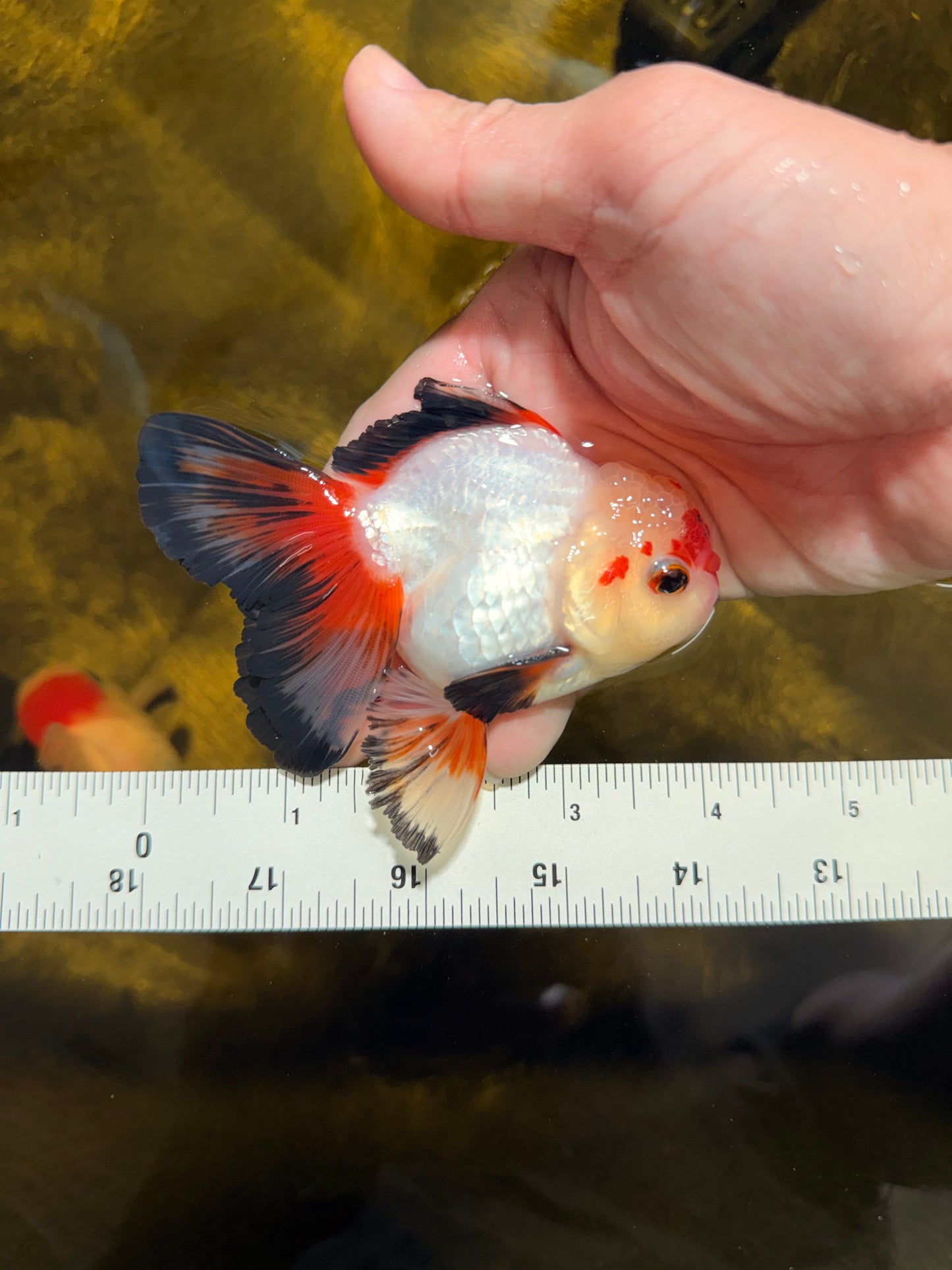 [SINGLE] Heart Face Tricolor Oranda Male 4-4.5 inches #030626SO_02