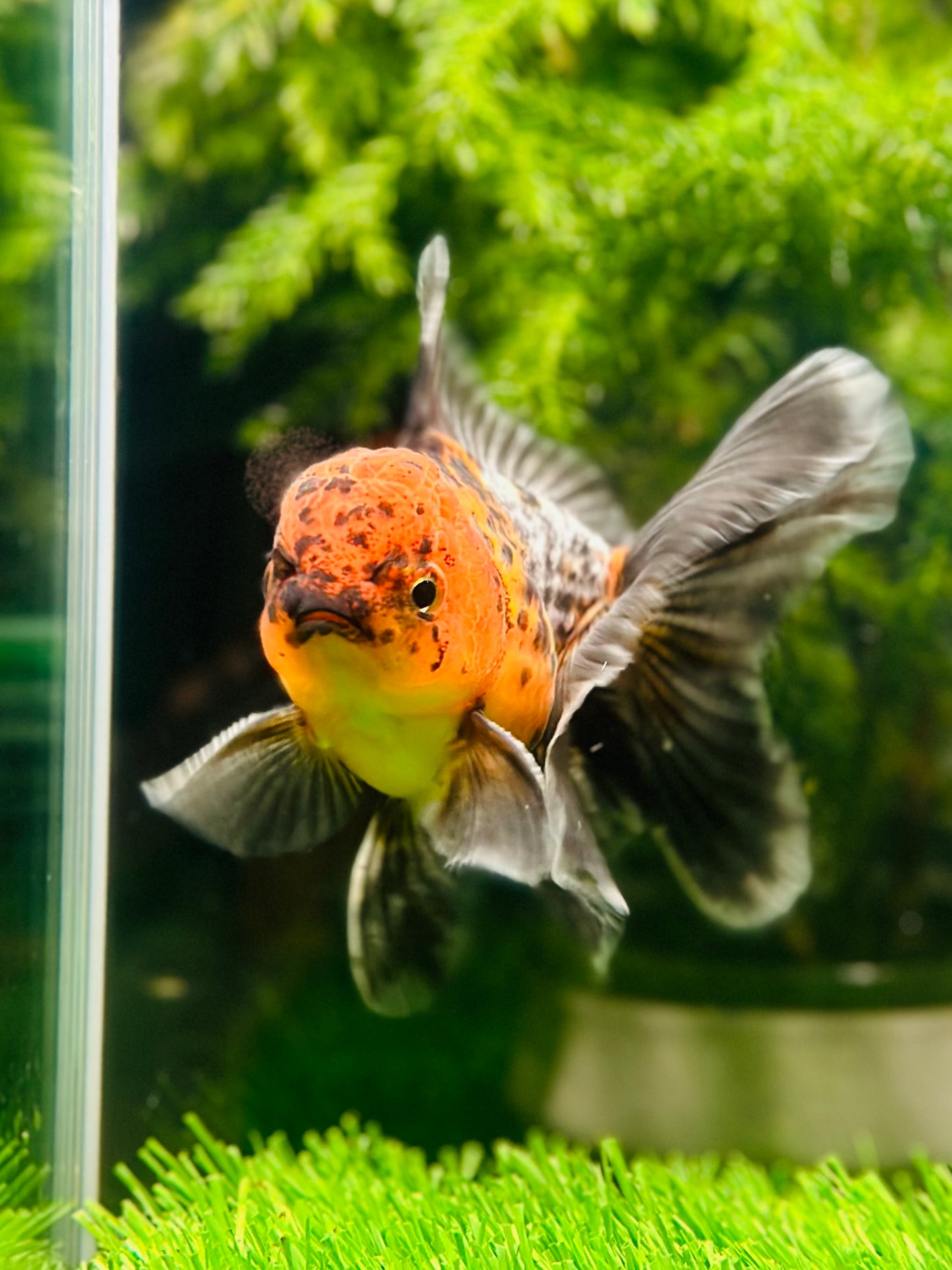 [SINGLE] Calico Oranda Male size 4 inches #112224SO_01