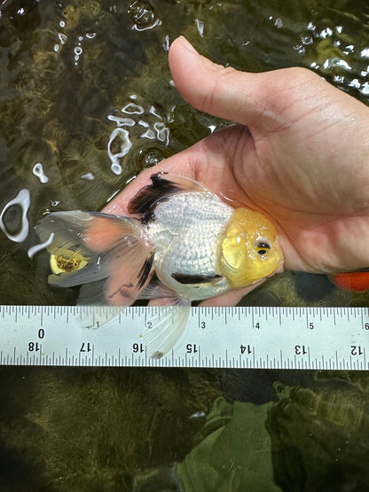 [COUPLE] Tricolor Male & Lemonhead Female 4.5 inches #091925CO_01