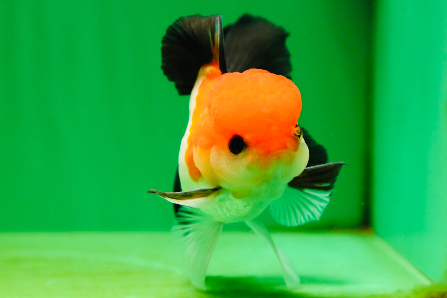 [SINGLE] Tricolor Button Eyes Oranda Male 4.5 inches #080825SO_12