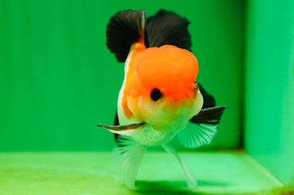 [SINGLE] Tricolor Button Eyes Oranda Male 4.5 inches #080825SO_12