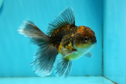 [SINGLE] Kirin Oranda Male 4-4.5 inches #112924SO_16