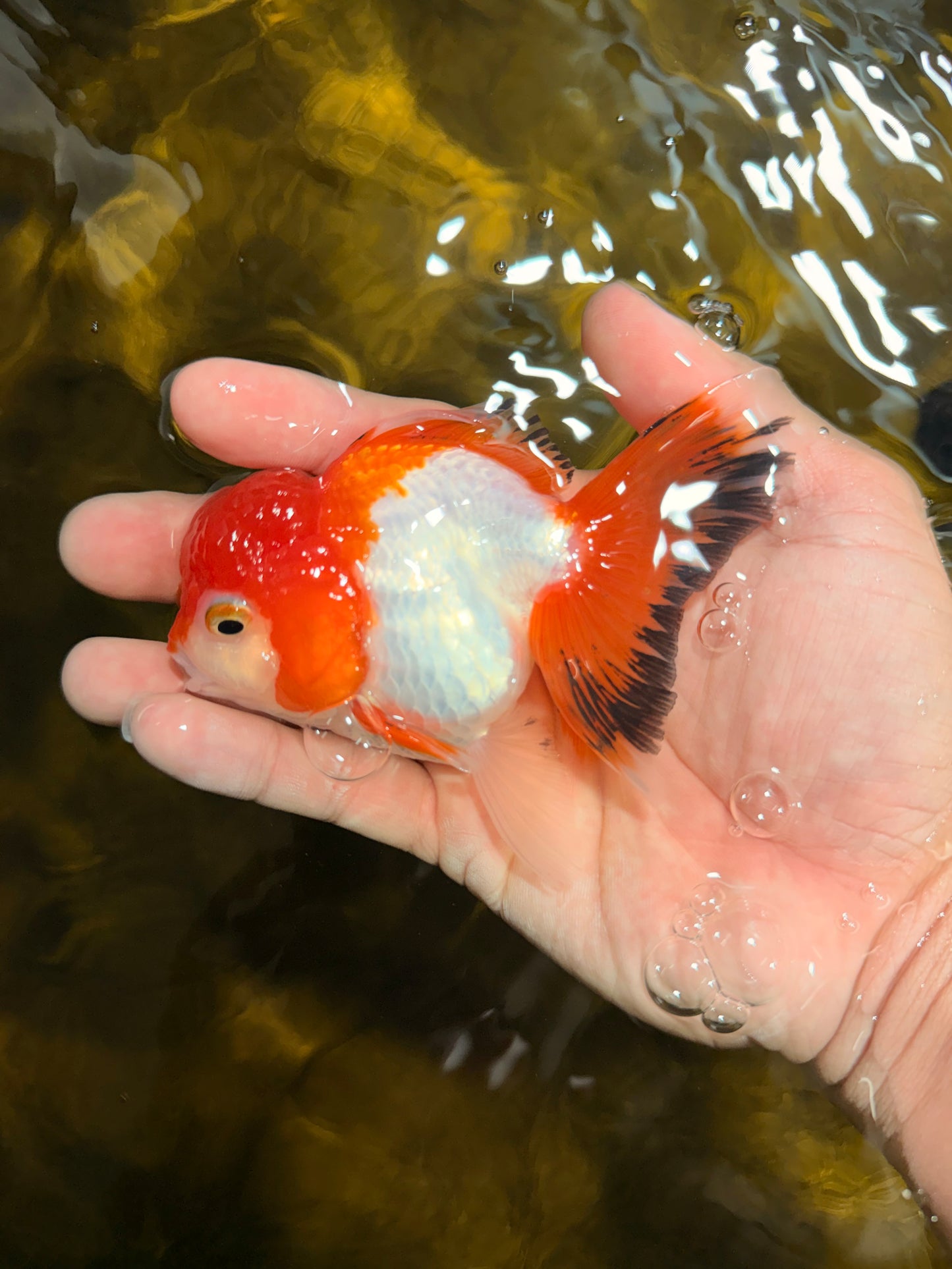 [SINGLE] Orange White Deform Single Bottom Fin Oranda Female 4-4.5 inches #030626SO_08
