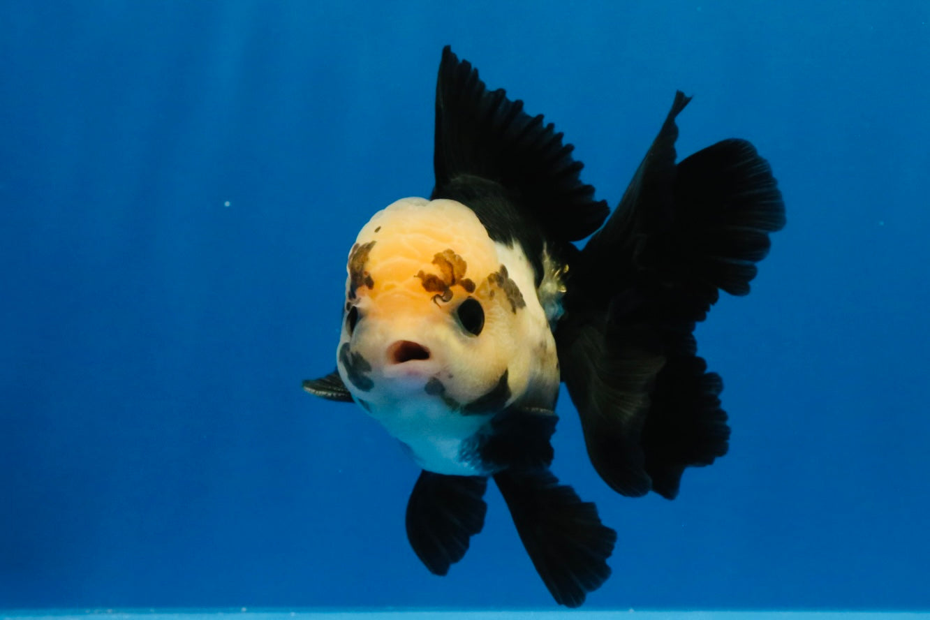 [SINGLE] Panda Button Eyes Oranda Male 4 inches #030626SO_06