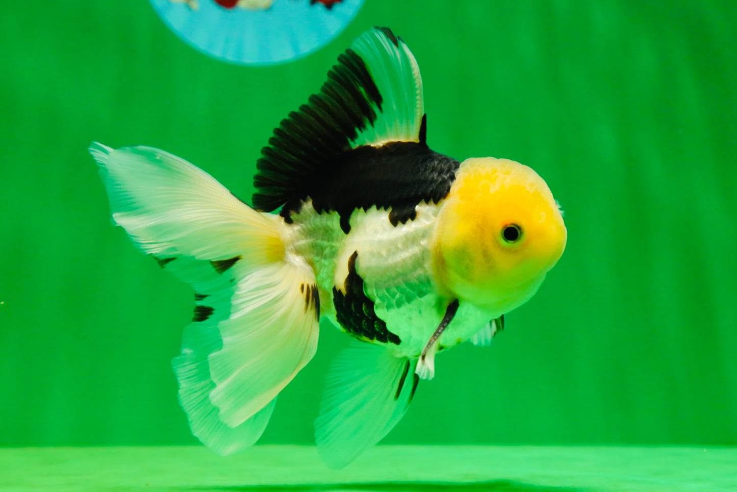 [SINGLE] Panda Male Oranda 4.5-5 inches #080125SO_08