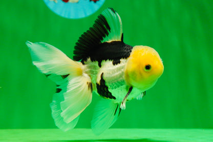 [SINGLE] Panda Male Oranda 4.5-5 inches #080125SO_08