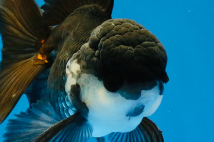 [SINGLE] Panda Oranda Male 4-4.5 inches #041026SO_07