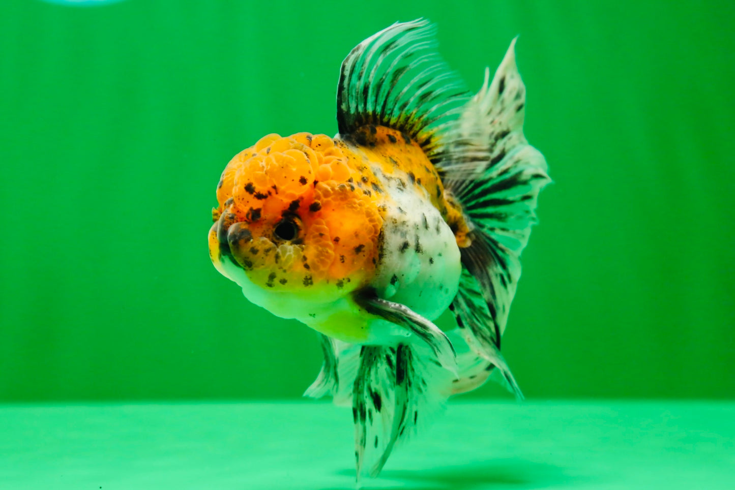 [SINGLE] Calico Oranda Male 4.5 inches #01102025SO_09