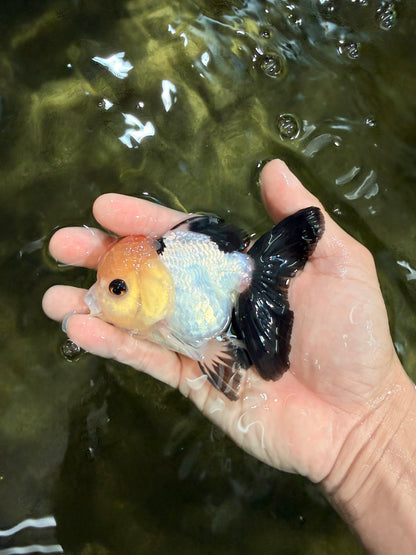 [SINGLE] Tricolor Oranda Male 4 inches #031326SO_06