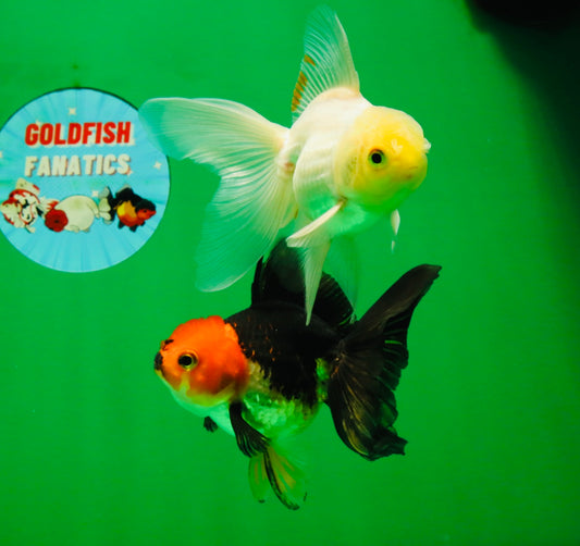 [COUPLE] White Male & Apache Female Oranda 4-4.5 inches #101025CO_04