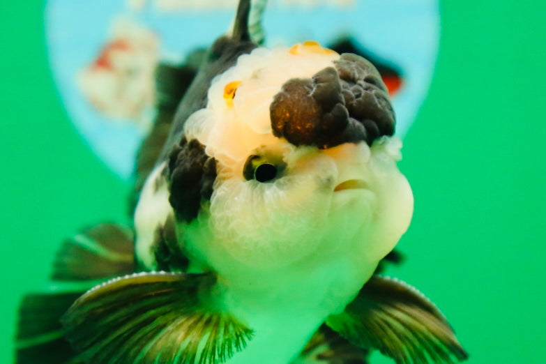 [SINGLE] Panda Oranda Male 4.5 inches #090525SO_04
