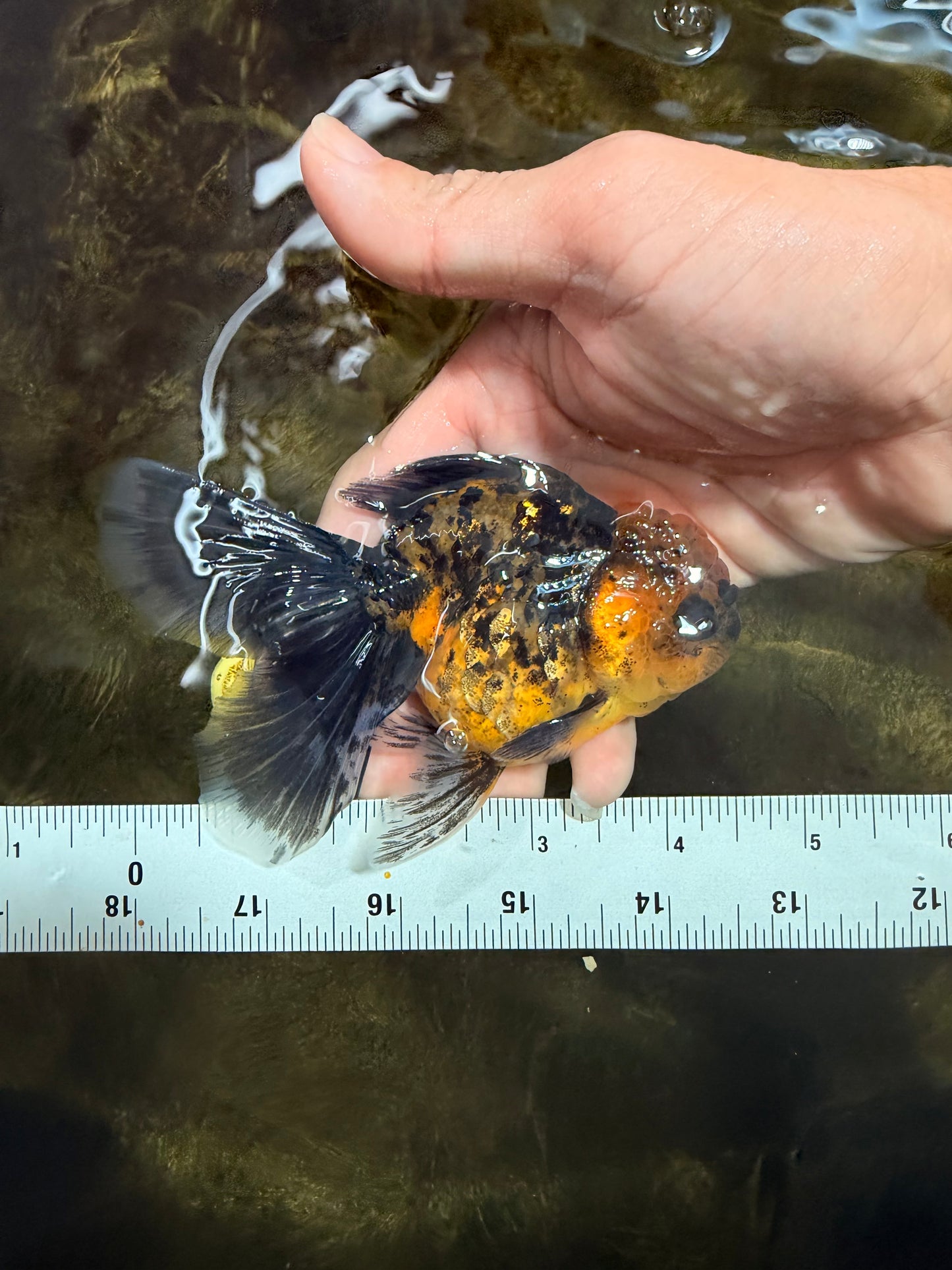 [SINGLE] Tiger Female 4.5 inches #101725SO_02