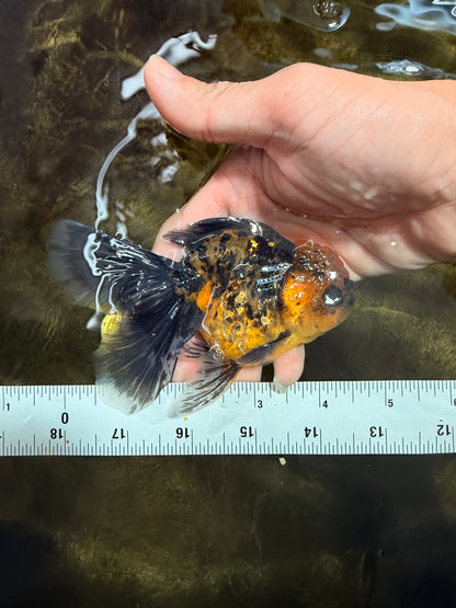 [SINGLE] Tiger Female 4.5 inches #101725SO_02