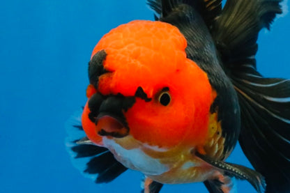 [SINGLE] Red Head Apache Oranda Male 4-4.5 inches #030626SO_01