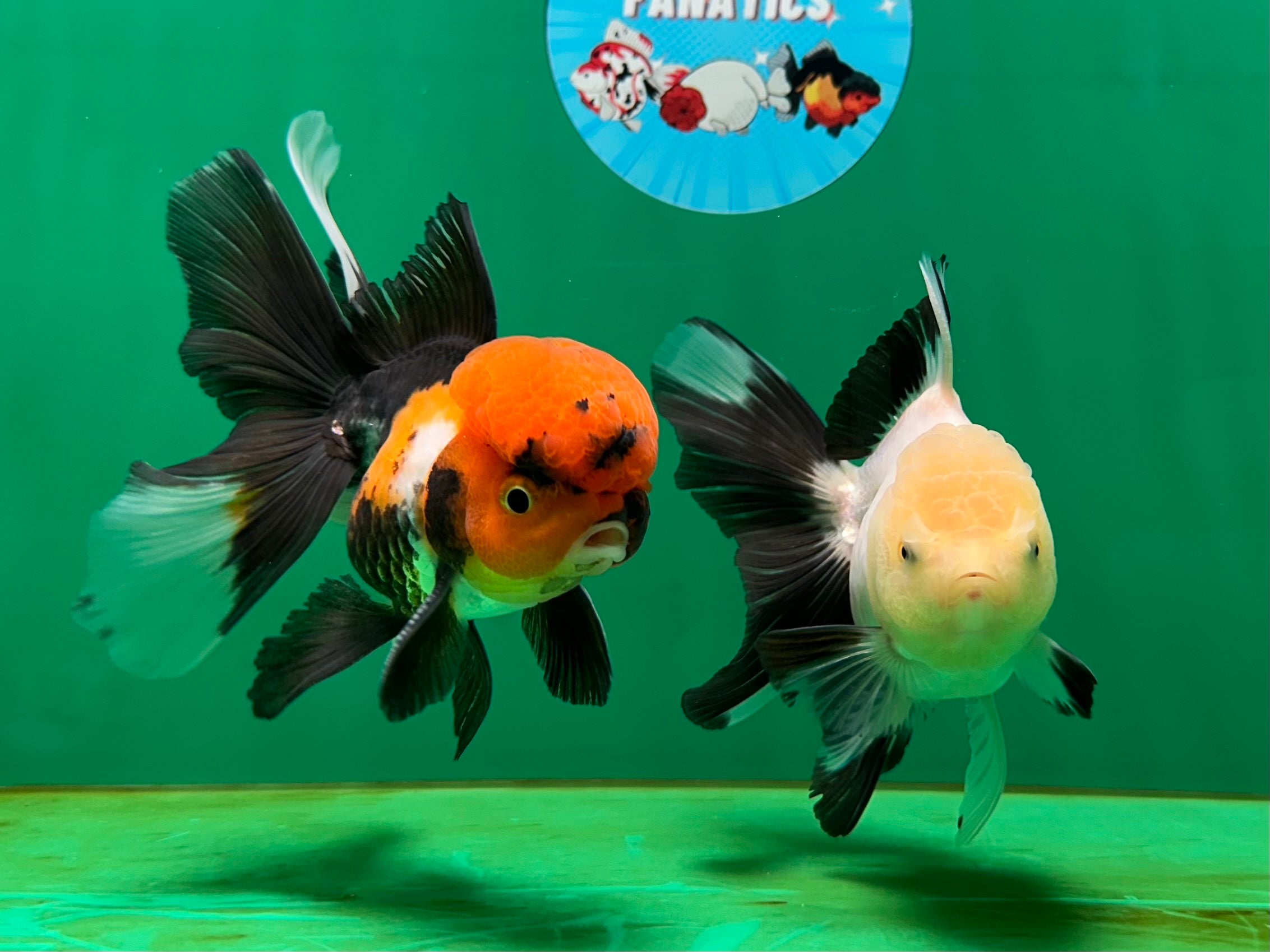 Affordable Quality Goldfish for Sale - Thai Goldfish in USA & Canada ...