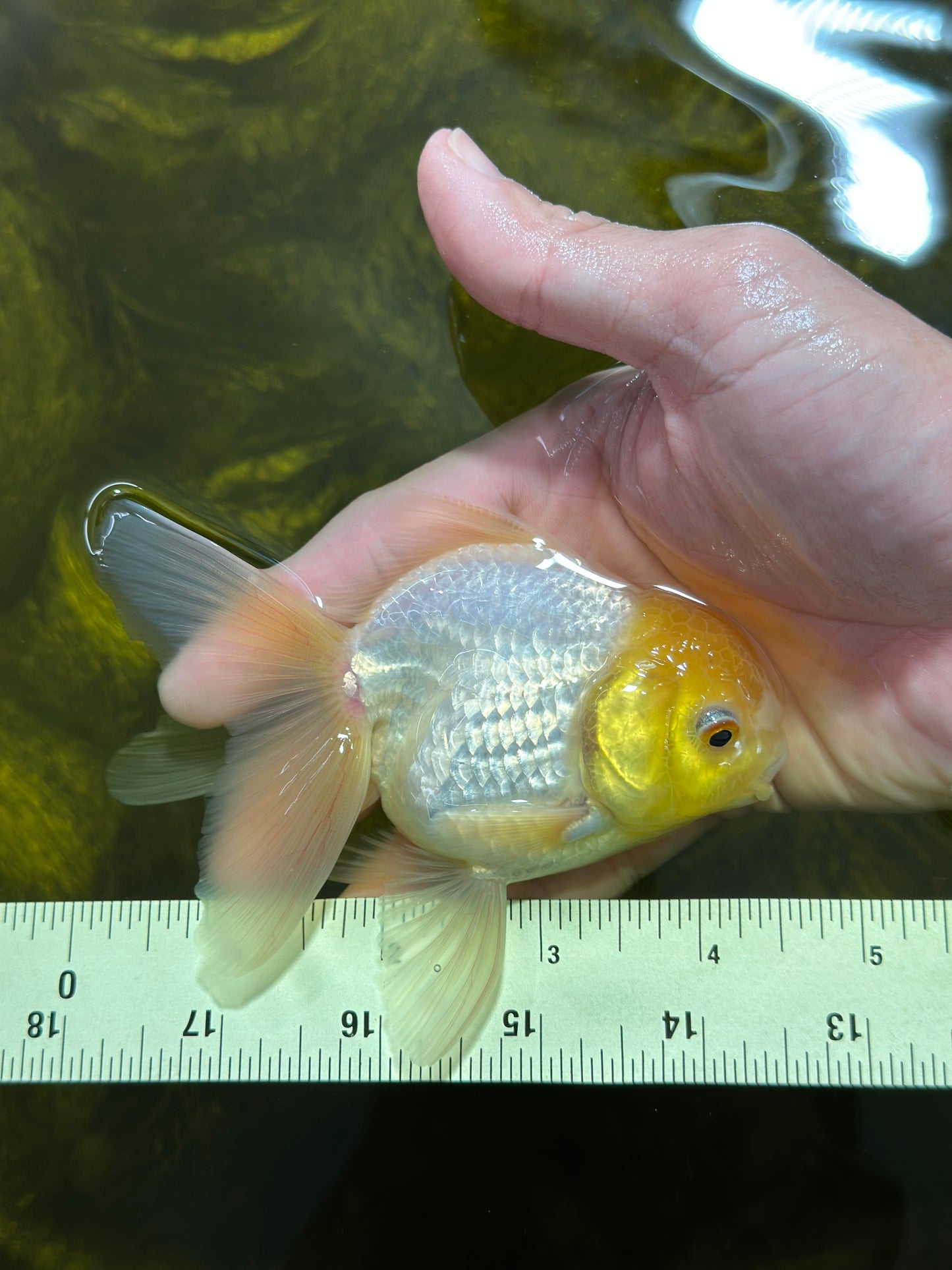 [SINGLE] Lemonhead Oranda Male 4-4.5 inches #112924SO_09