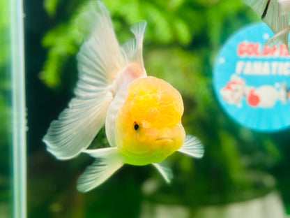 [COUPLE] Lemonhead & Red Cap Oranda size 4-4.5 inches #111524CO_15