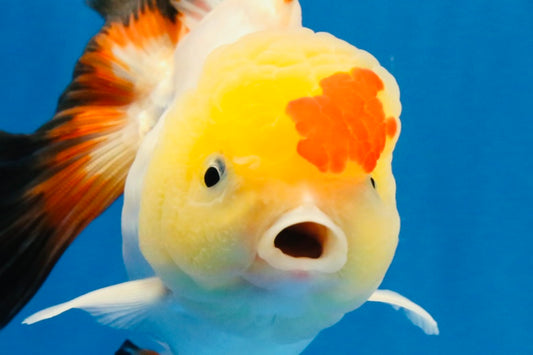 [SINGLE] Tricolor Oranda Male 4.5 inches #022726SO_10