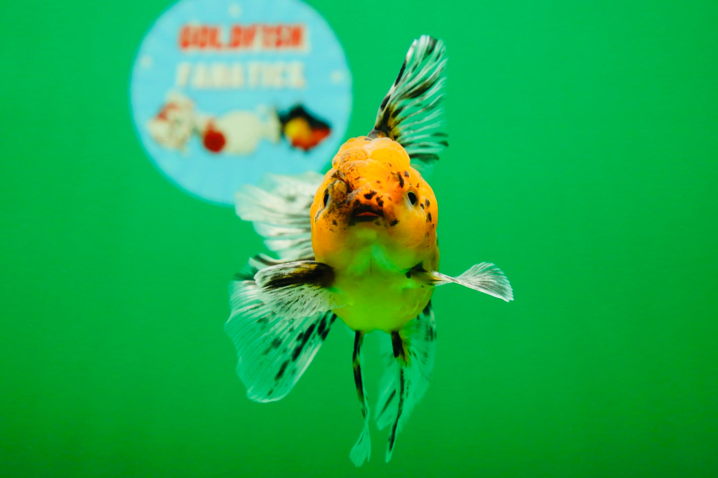 [SINGLE] Tiger Oranda Male 4.5 inches #082225SO_07