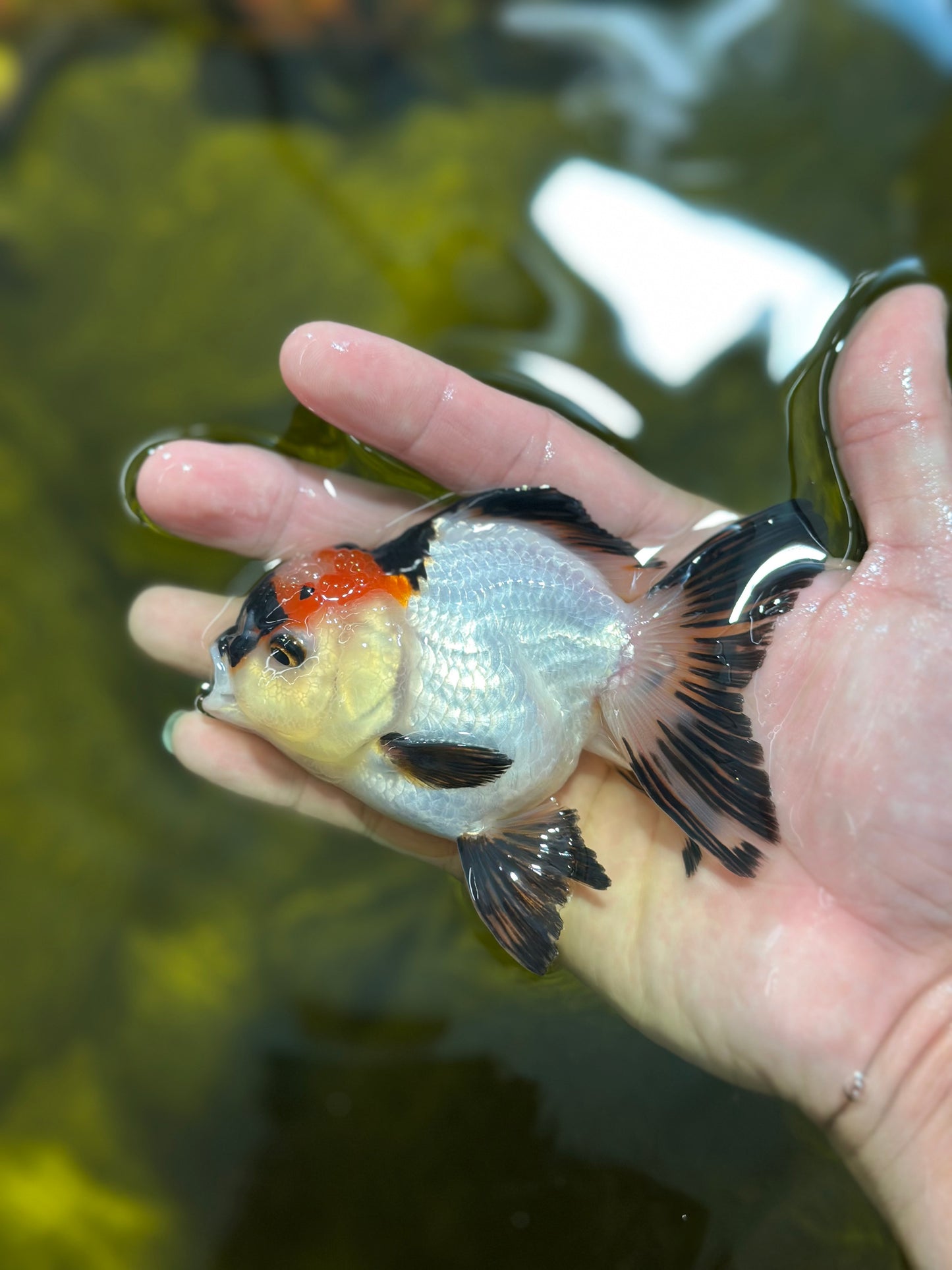 [SINGLE] Tricolor Oranda Male 4 inches #112924SO_10