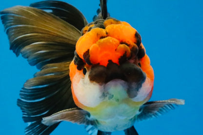[SINGLE] Tricolor Oranda Male 4.5 inches #040326SO_09