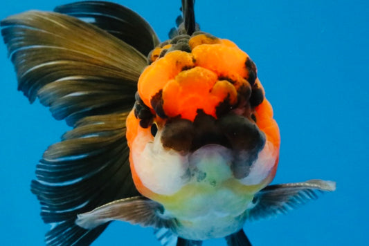 [SINGLE] Tricolor Oranda Male 4.5 inches #040326SO_09