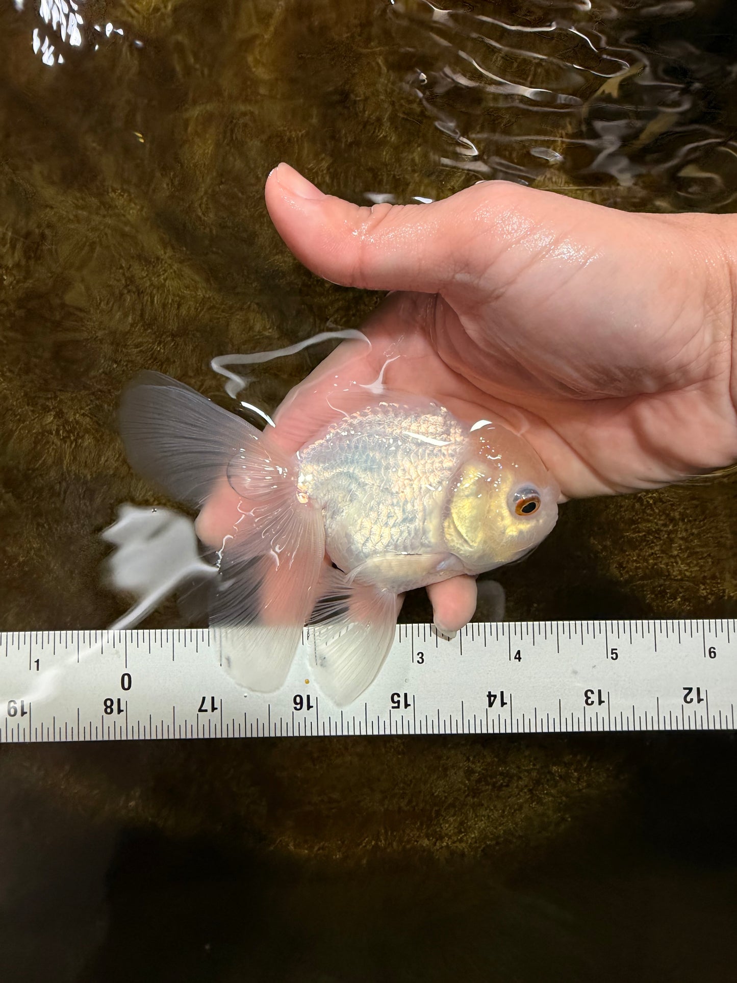 [SINGLE] White Oranda Male 4.5 inches #121925SO_03