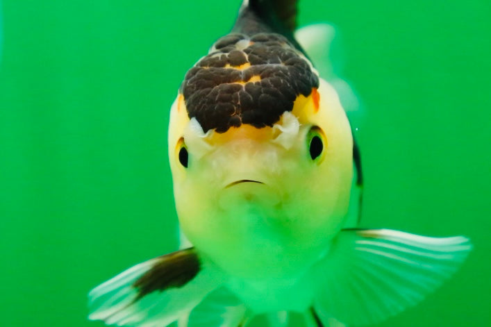 [SINGLE] Panda Oranda Female 4.5 inches #081525SO_11