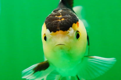 [SINGLE] Panda Oranda Female 4.5 inches #081525SO_11