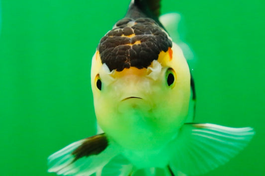 [SINGLE] Panda Oranda Female 4.5 inches #081525SO_11