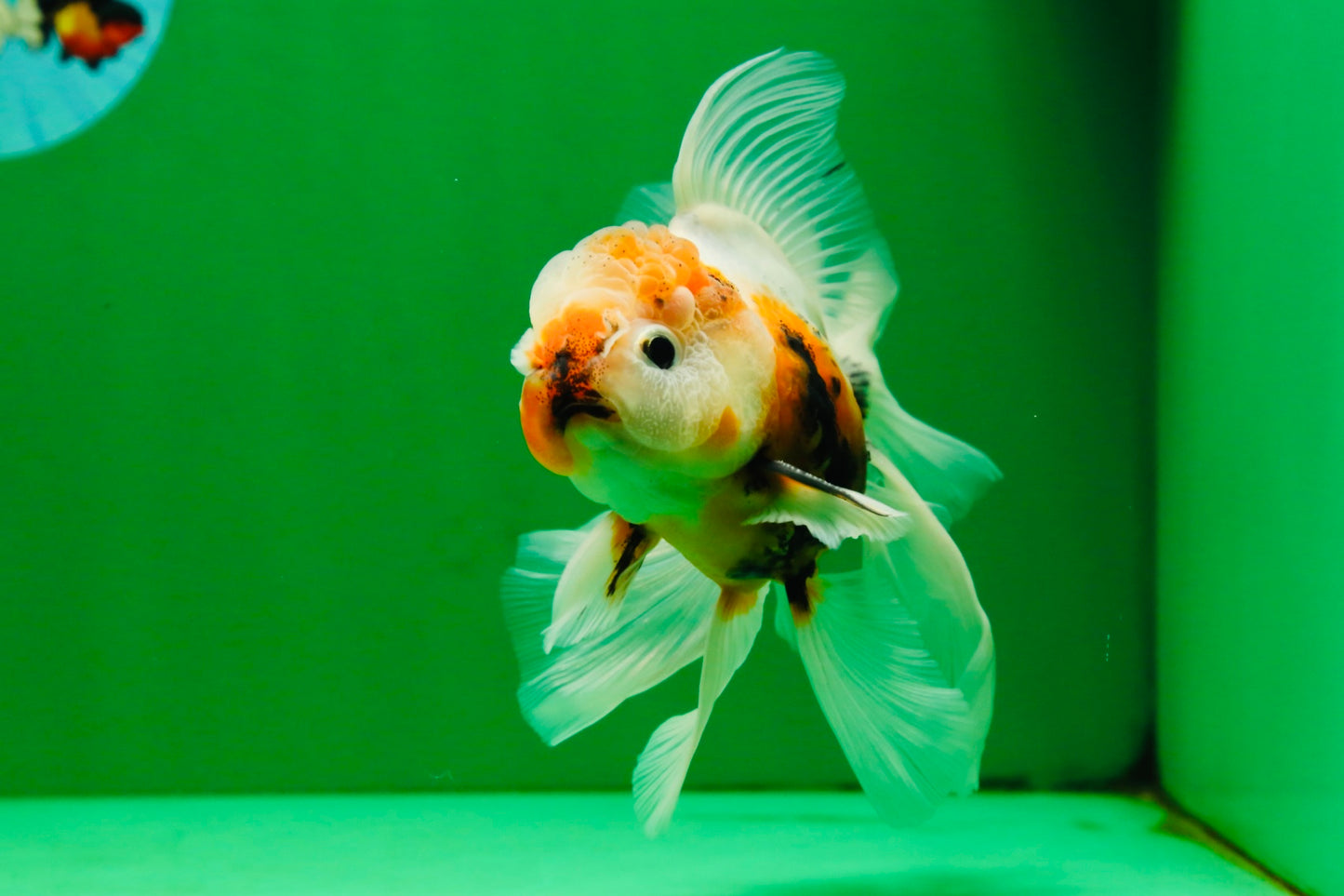 [SINGLE] Calico Oranda Male 4.5-5 inches #091925SO_08